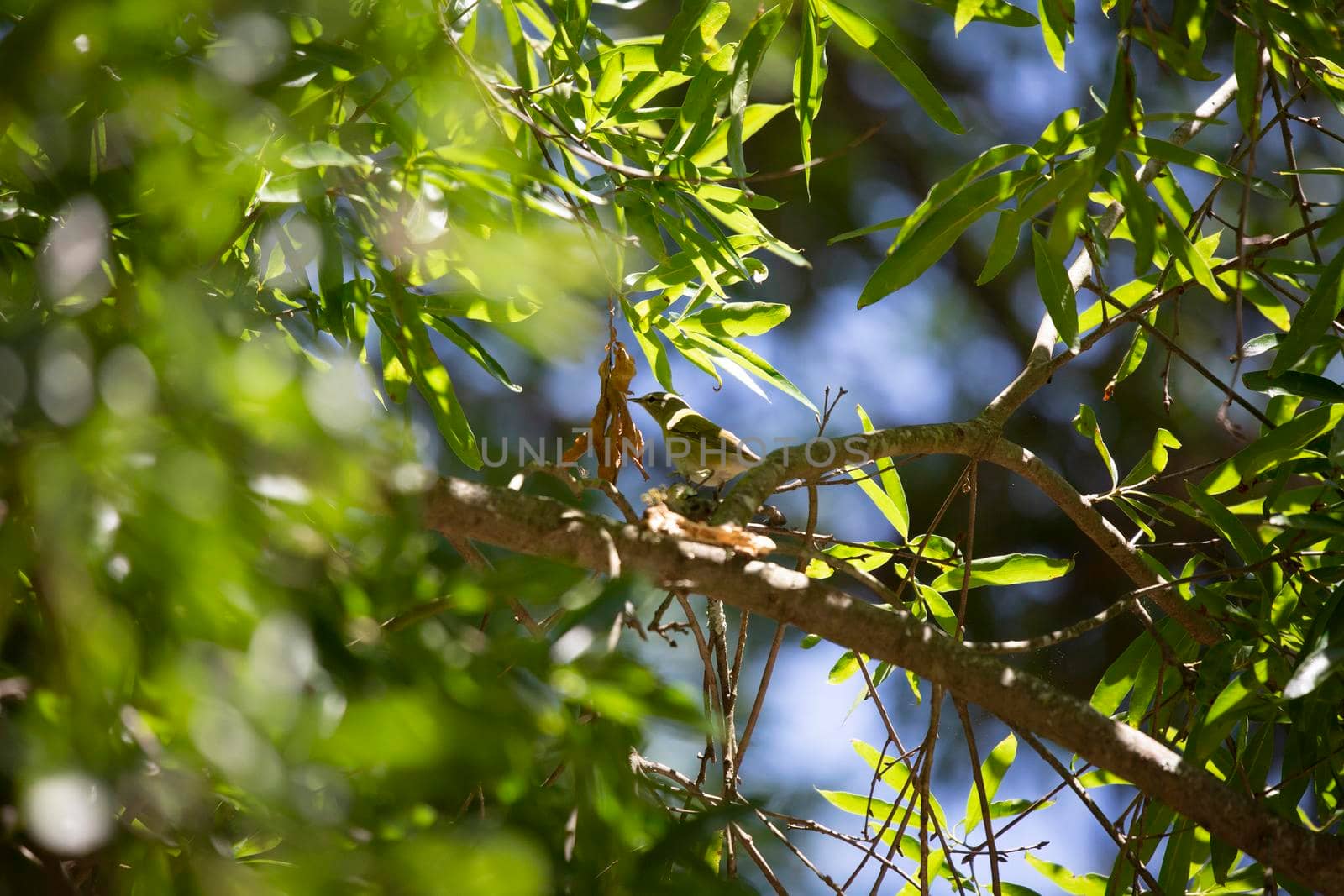 Immature Tennessee Warbler Foraging by tornado98