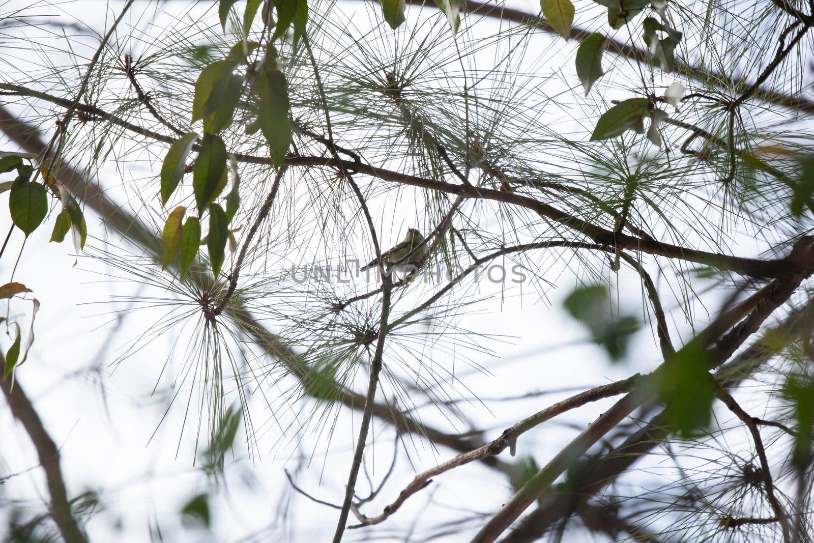 Ruby-crowned kinglet (Regulus calendula) looking from behind pine needles on an overcast day