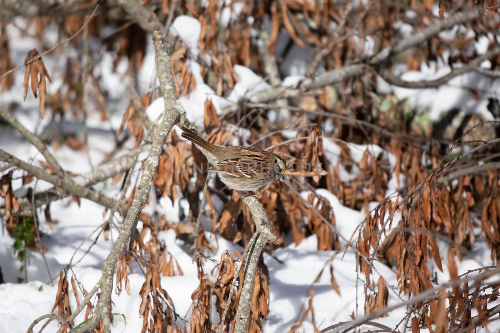 White-throated sparrow (Zonotrichia albicollis) looking down from its perch on a fallen tree limb on a snowy day