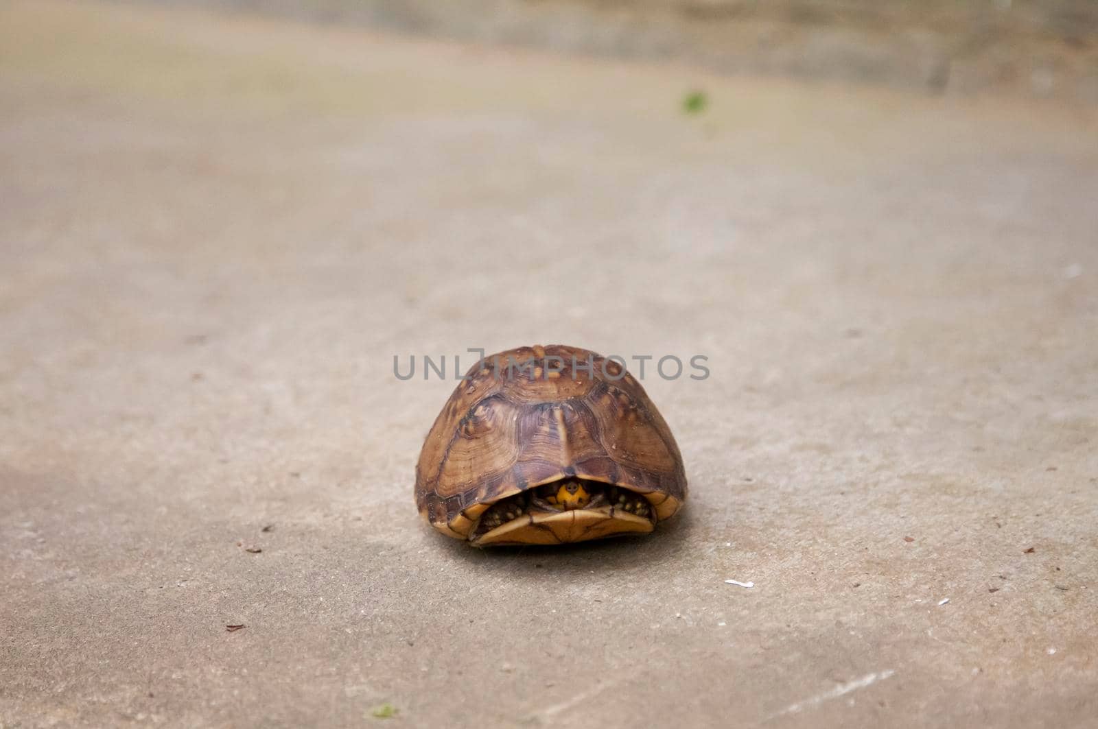 Eastern Box Turtle by tornado98