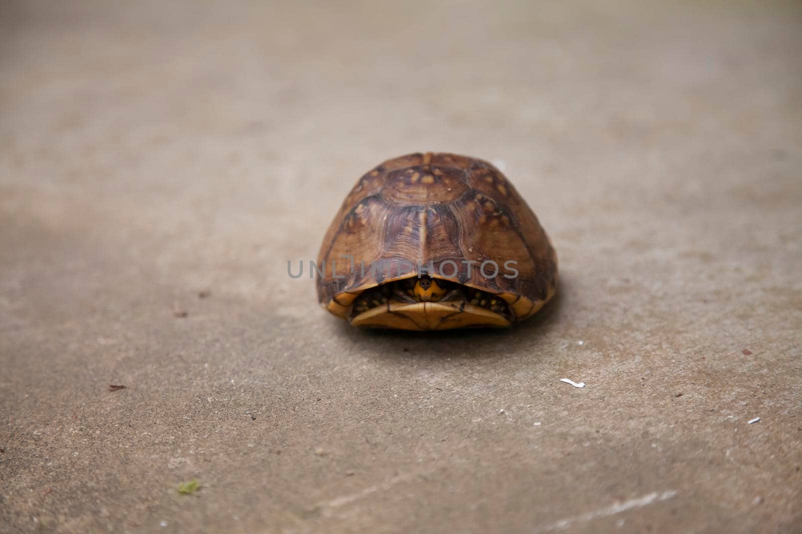 Eastern Box Turtle by tornado98