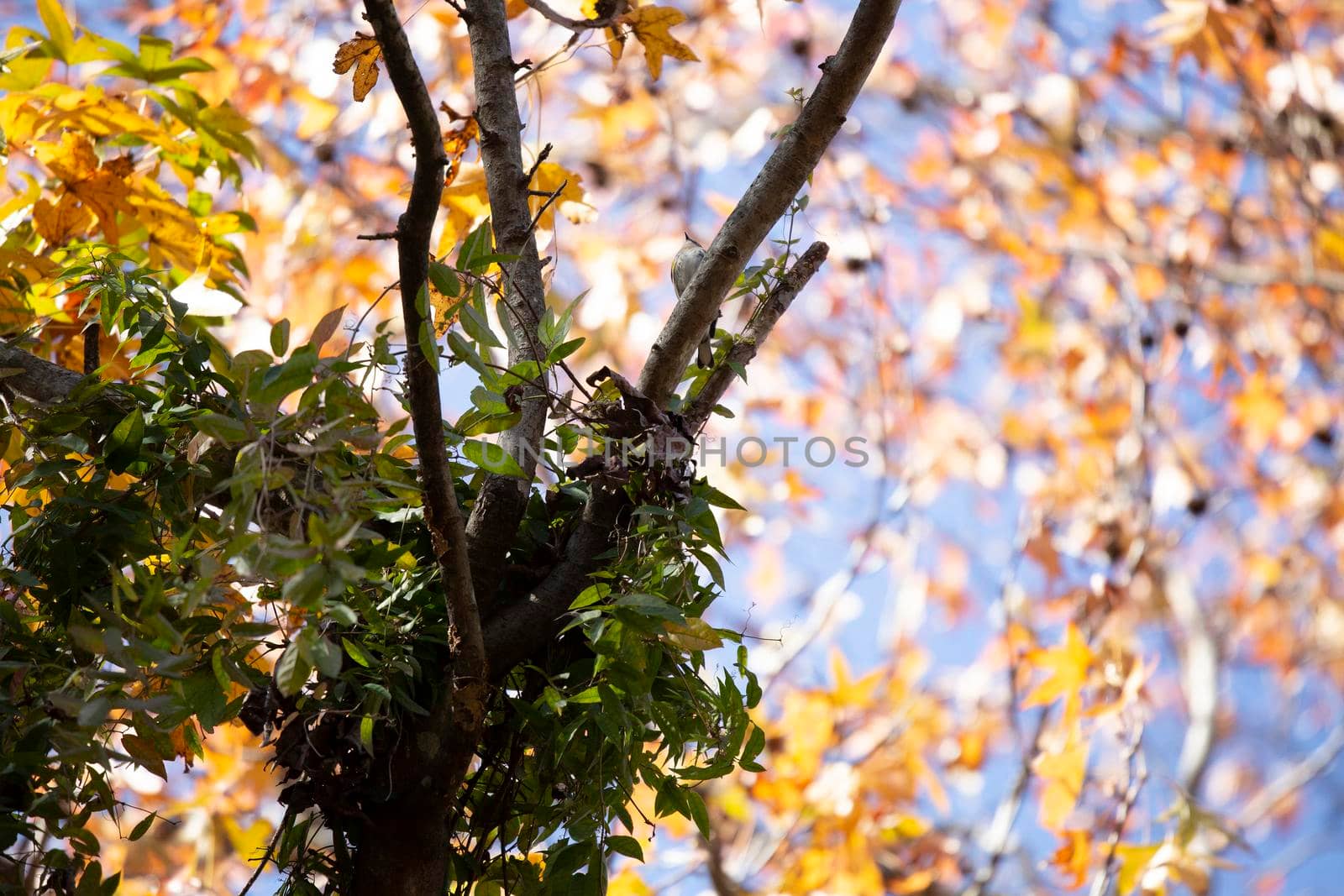 Female yellow-rumped warbler (Setophaga coronata) perched majestically on a tree branch