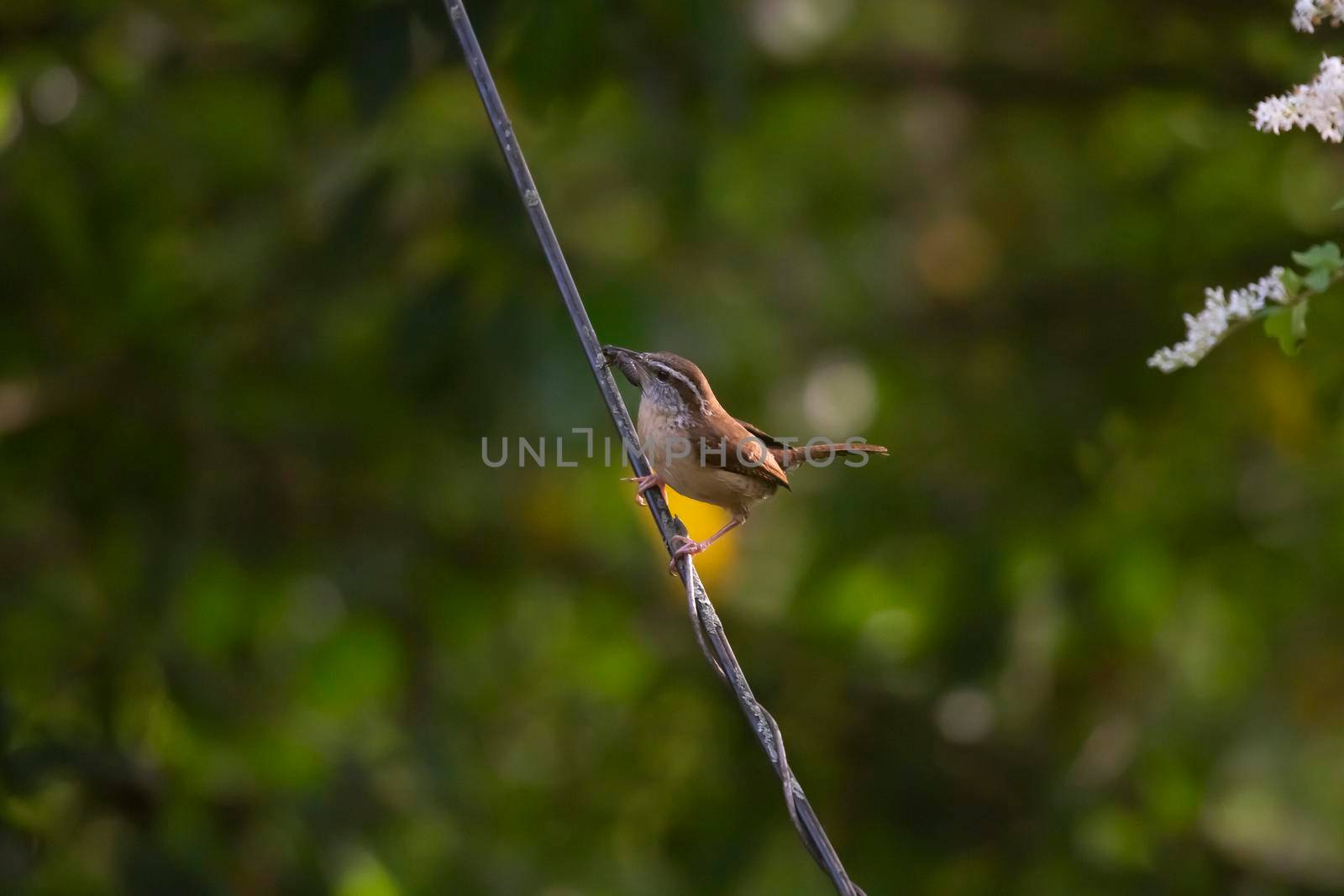 Carolina wren (Thryothorus ludovicianus) with a cricket in its beak