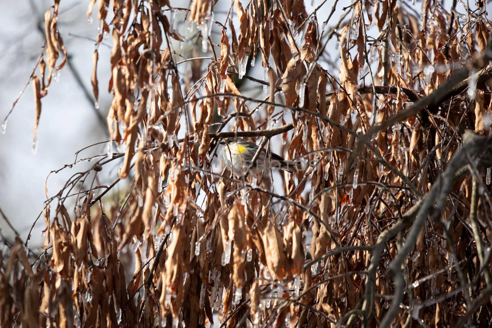 Yellow-Rumped Warbler Foraging on a Cold Day by tornado98