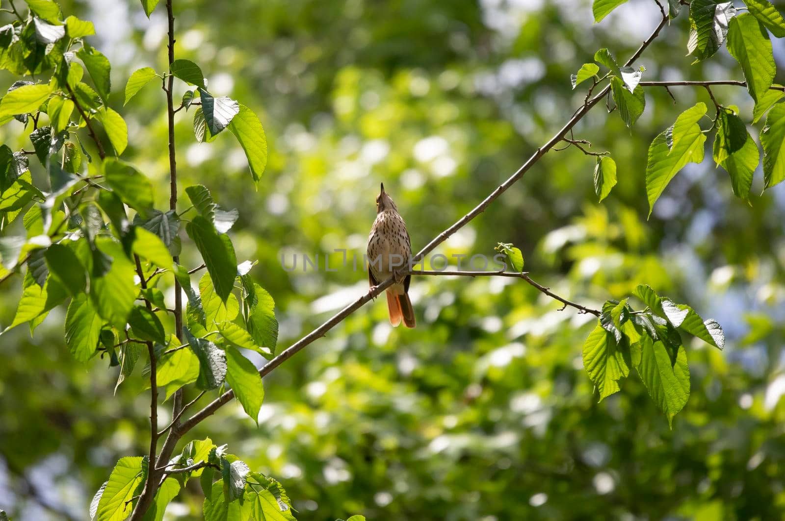 Brown thrasher (Toxostoma rufum) looking up from its perch on a tree branch
