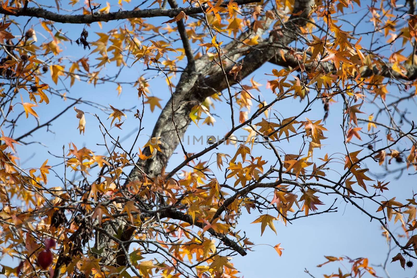 Female yellow-rumped warbler (Setophaga coronata) facing away during the autumn season