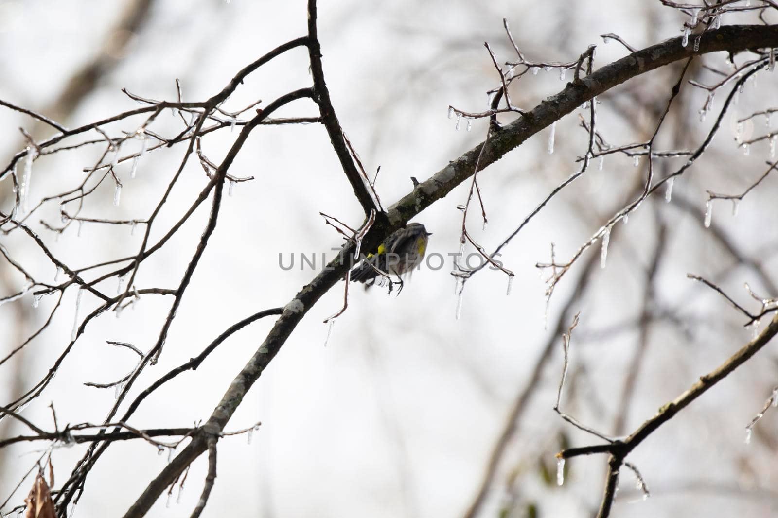 Yellow-rumped warbler (Setophaga coronata) flying past icy, dead brown leaves