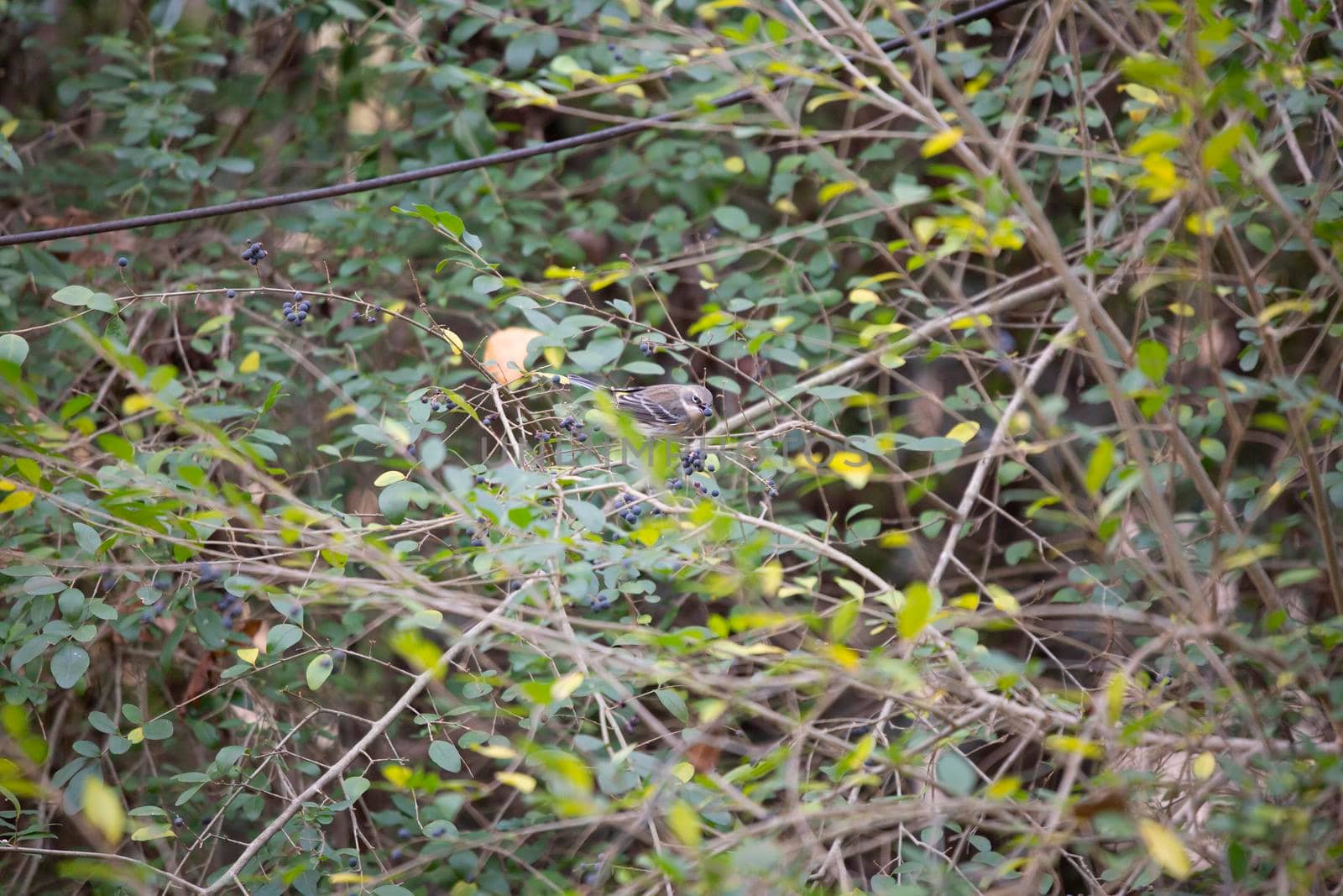 Female yellow-rumped warbler (Setophaga coronata) eating a berry from a bush