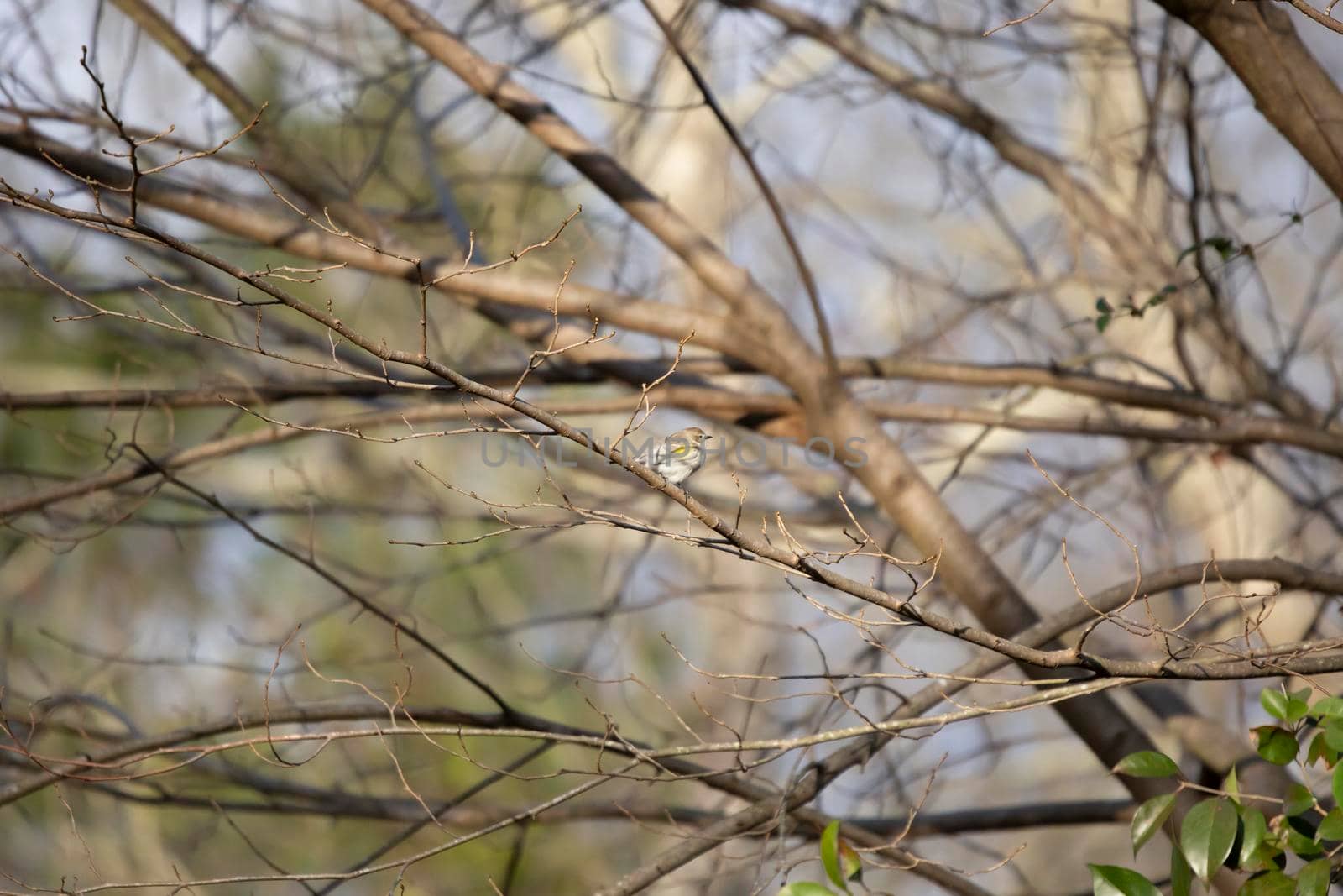 Female yellow-rumped warbler (Setophaga coronata) looking around from its perch on a tree