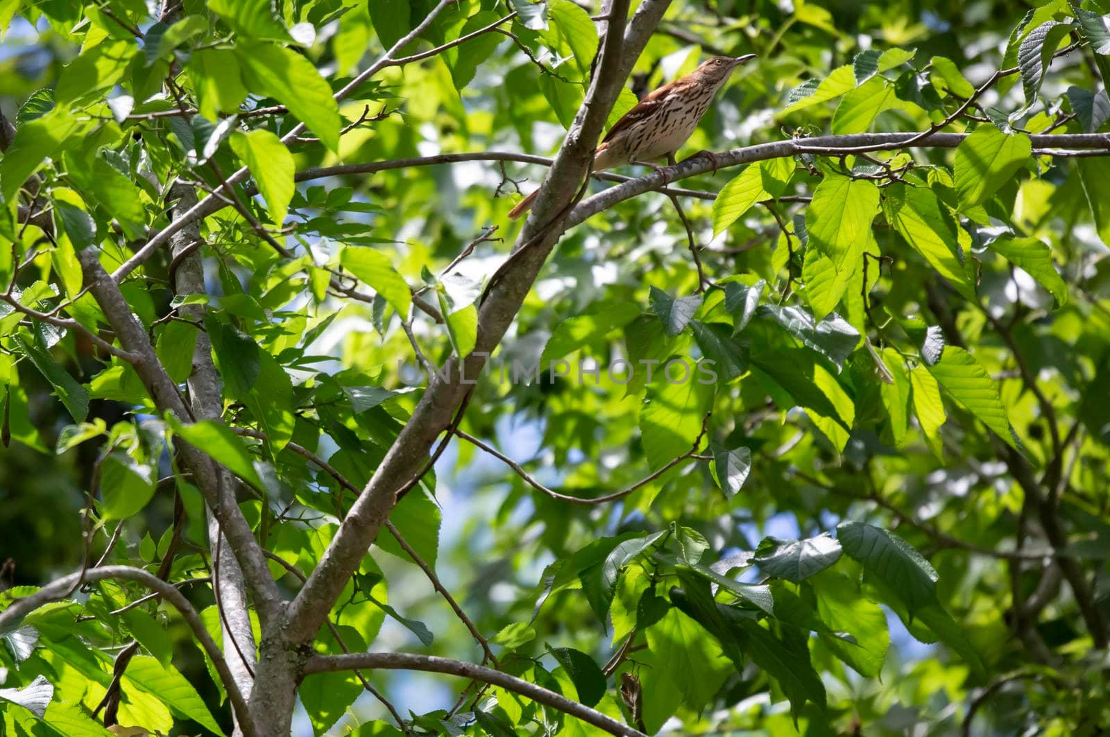 Curious Brown Thrasher on a Tree by tornado98