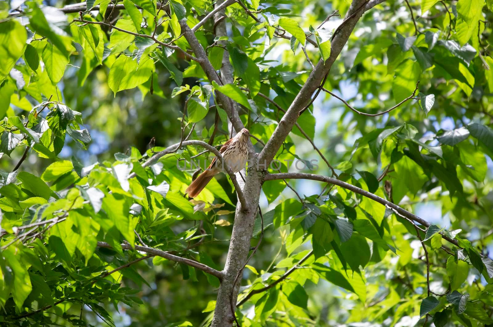 Brown thrasher (Toxostoma rufum) looking out from its perch on a tree branch