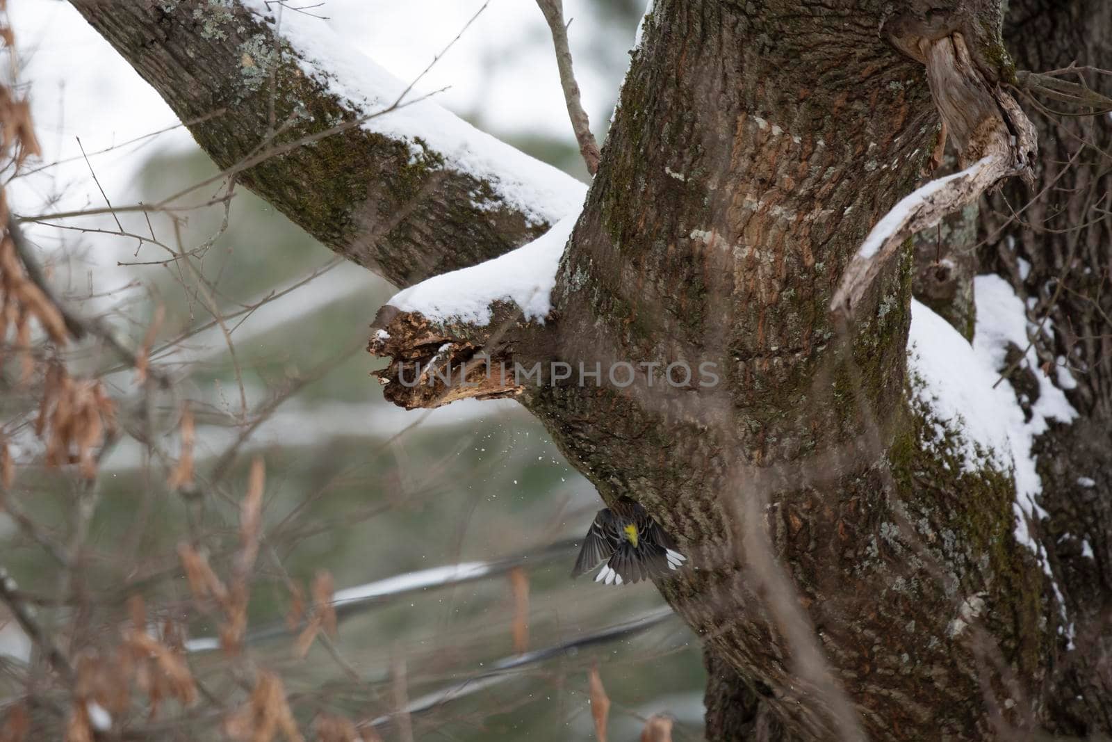 Yellow-Rumped Warbler Foraging on a Cold Day by tornado98