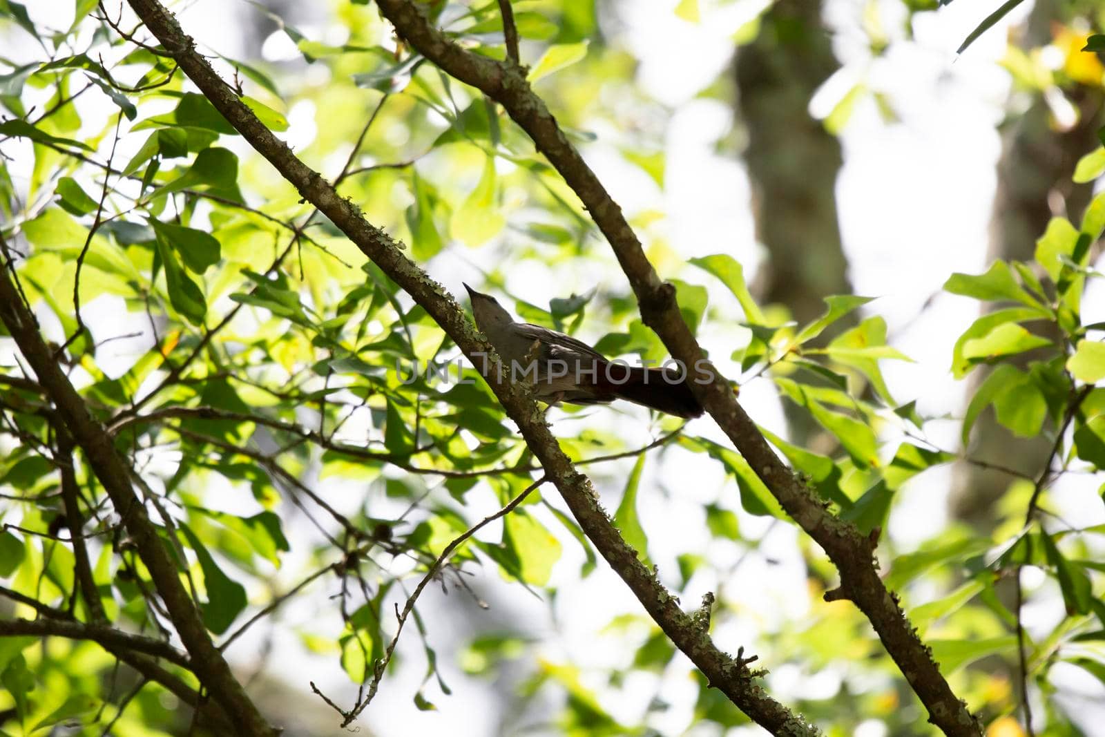 Gray catbird (Dumetella carolinensis) looking around from its perch on a tree limb