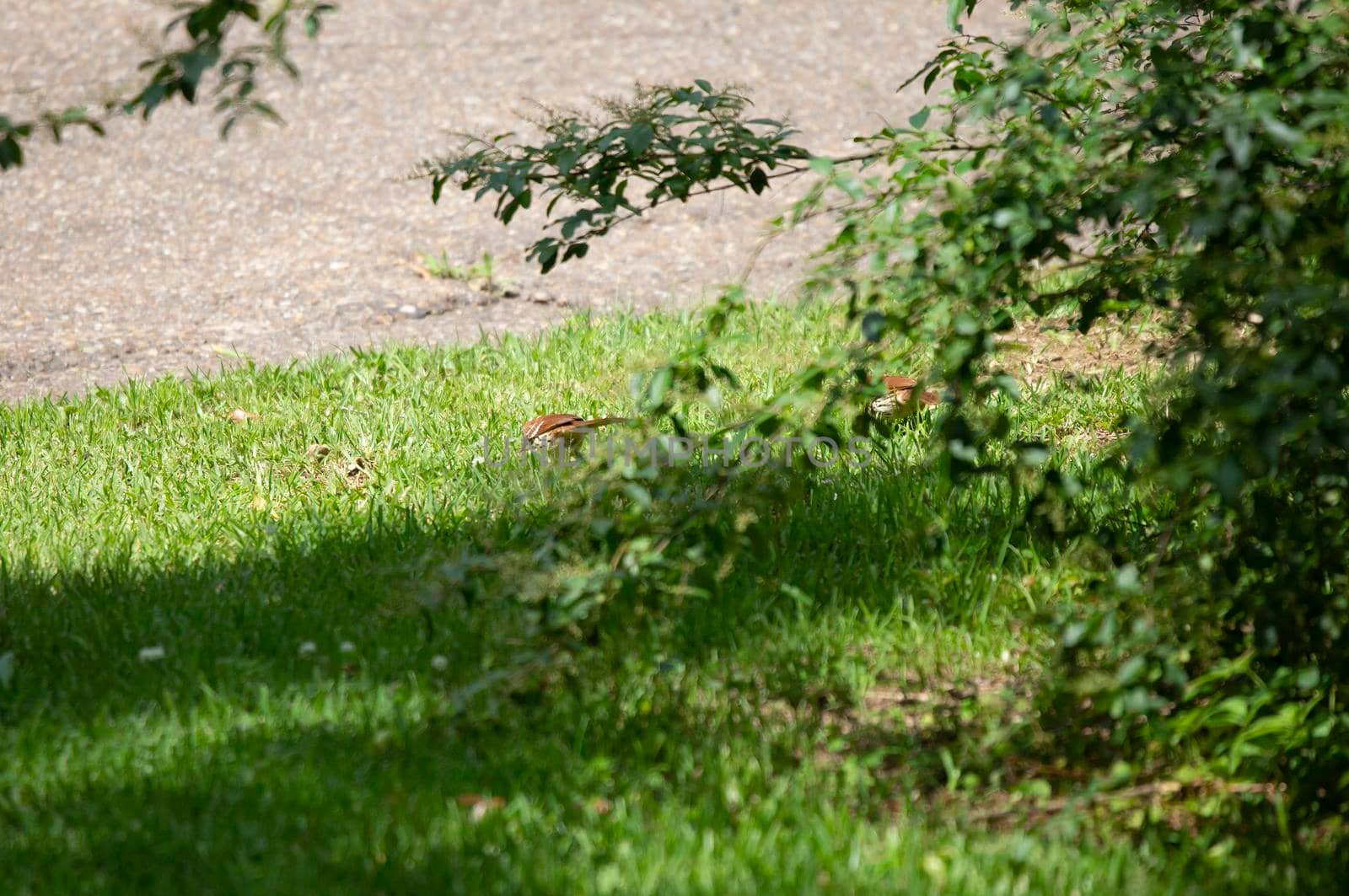 Brown thrasher (Toxostoma rufum) foraging for worms in a yard