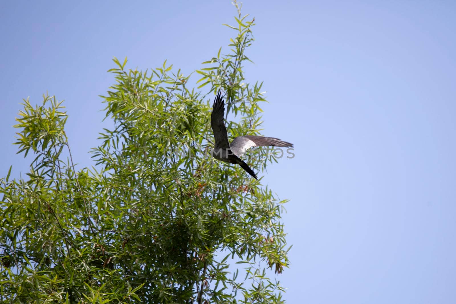 Majestic Mississippi kite (Ictinia mississippiensis) flying toward a tree top