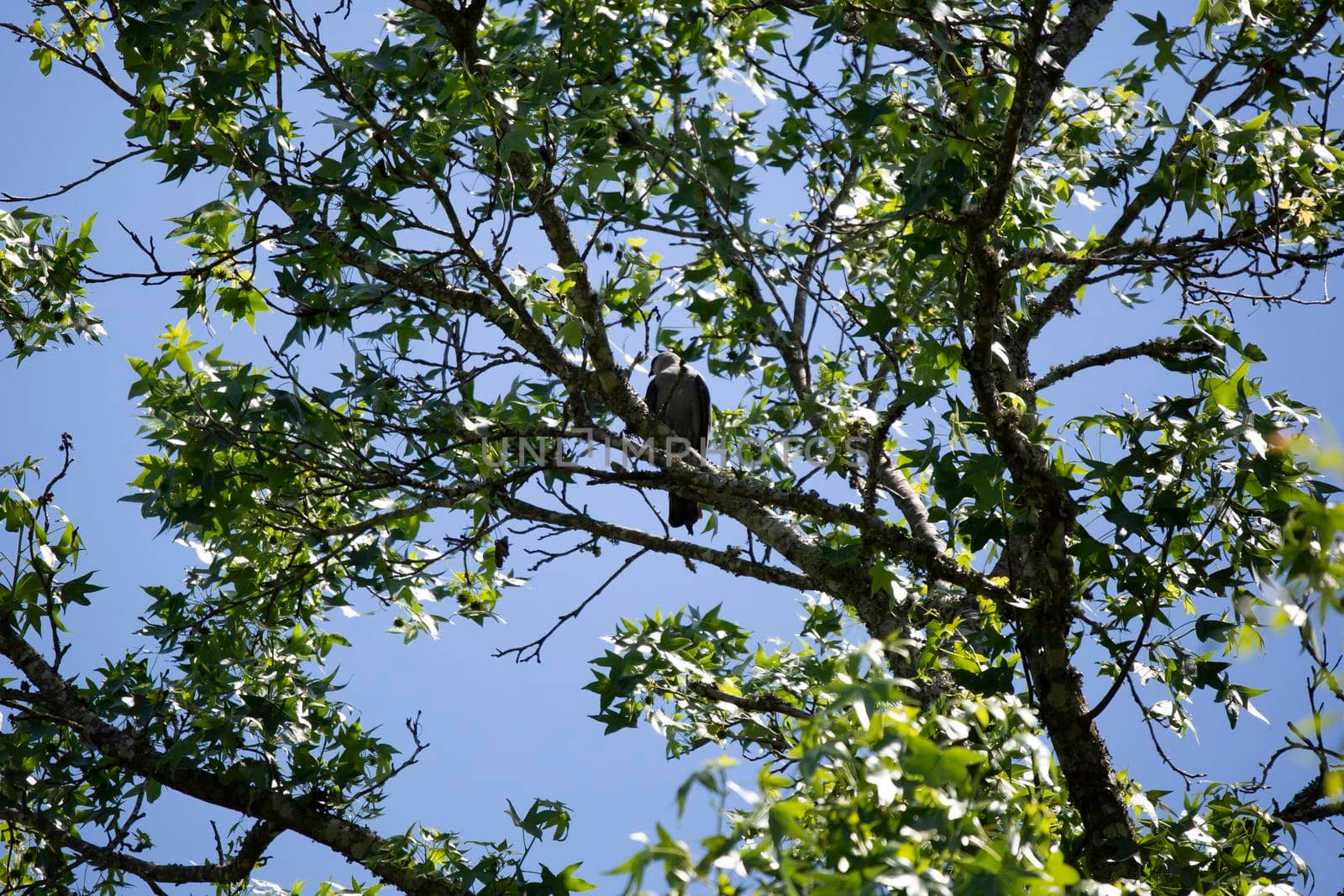 Mississippi kite (Ictinia mississippiensis) looking over its shoulder curiously from a tree branch