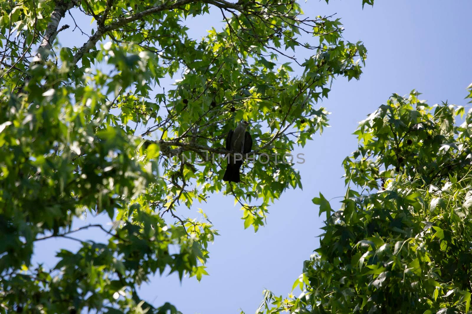 Cautious Mississippi Kite by tornado98