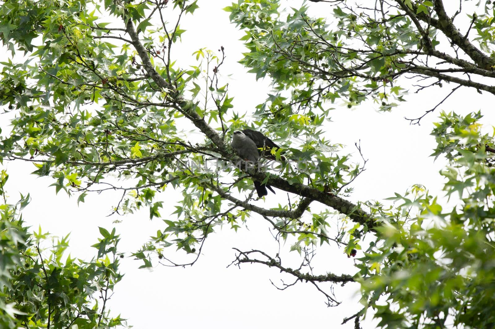 Mississippi Kite Landing by tornado98