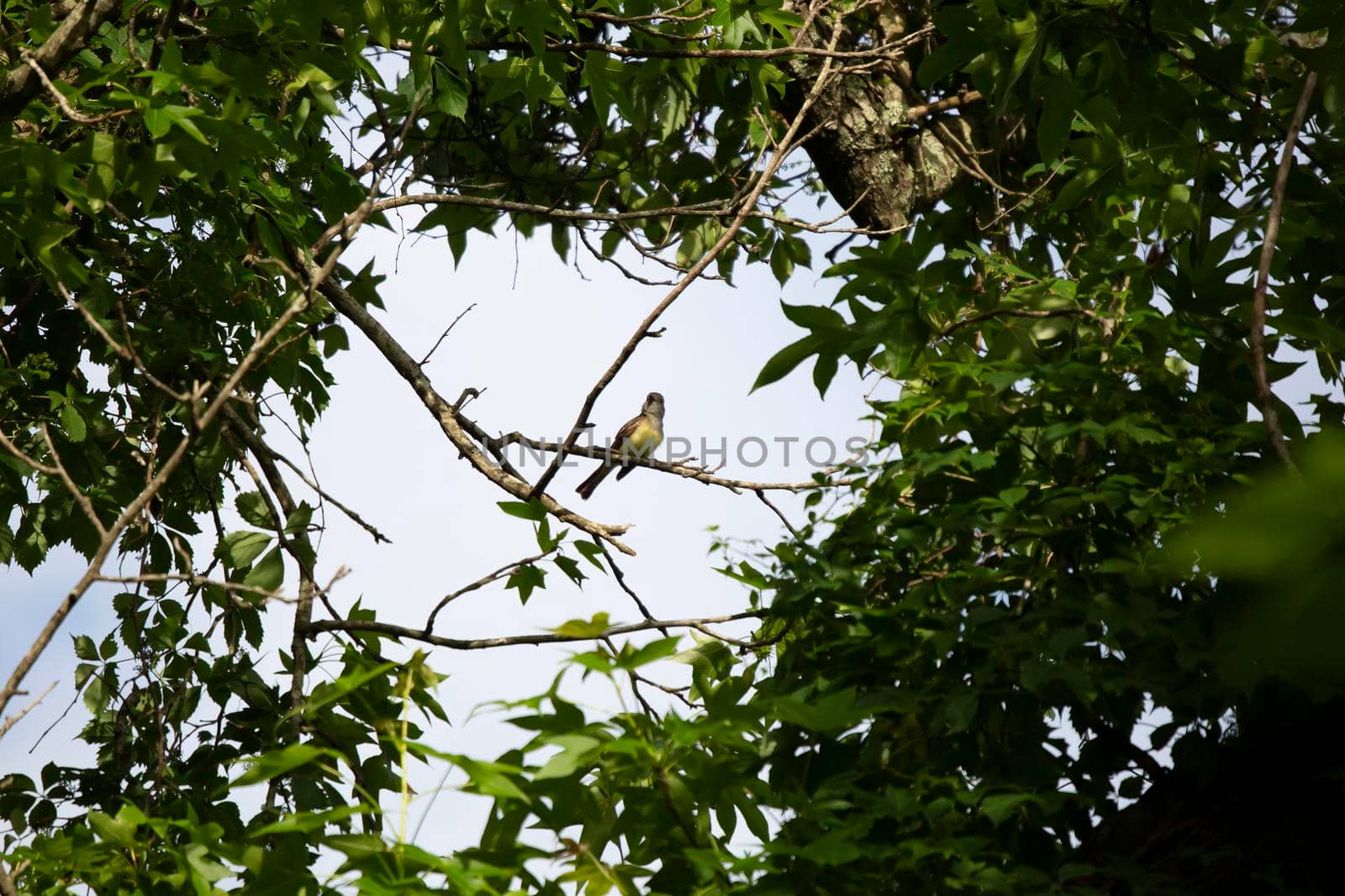 Curious great-crested flycatcher (Myiarchus crinitus) looking around in a clearing between tree branches