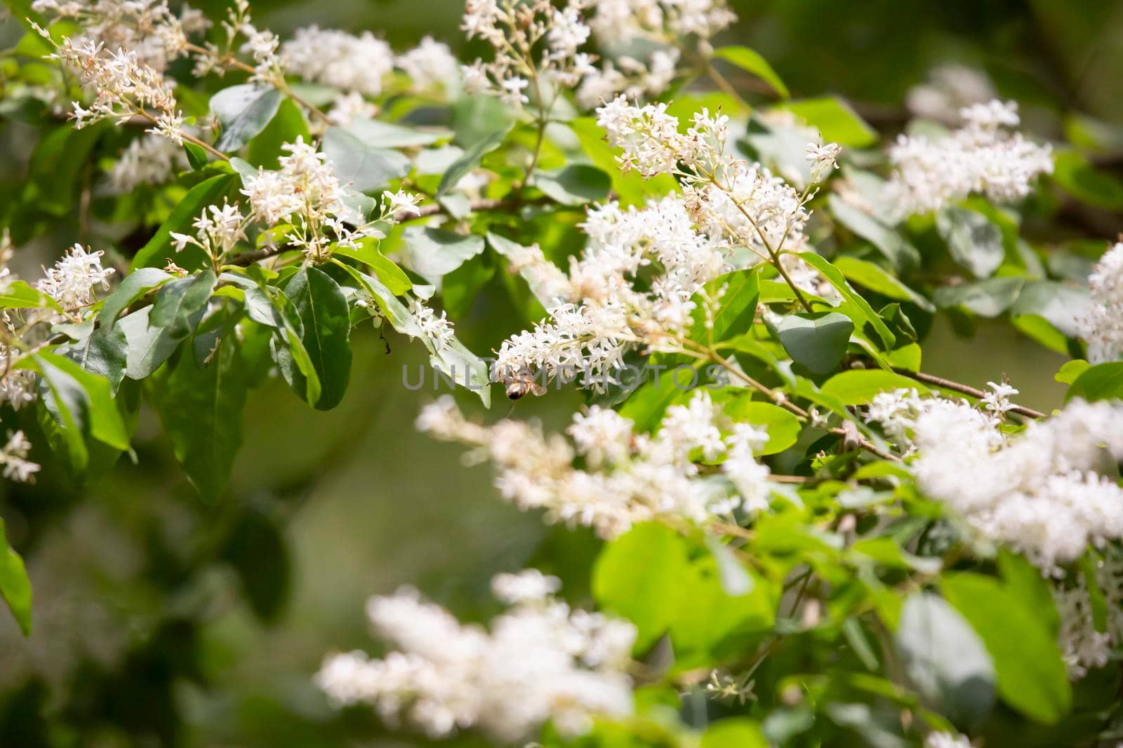 Honeybee (Apis) pollinating white blooms on a plant