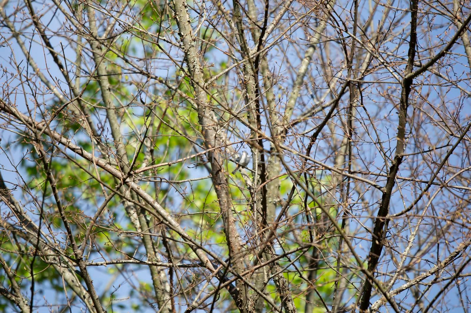 Curious blue-gray gnatcatcher (Polioptila caerulea) looking around majestically from a tree branch on a pretty day