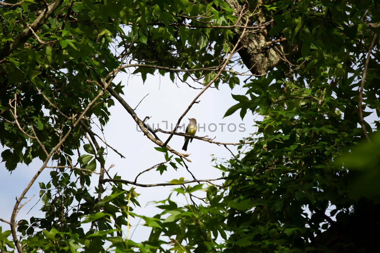 Curious great-crested flycatcher (Myiarchus crinitus) looking around in a clearing between tree branches