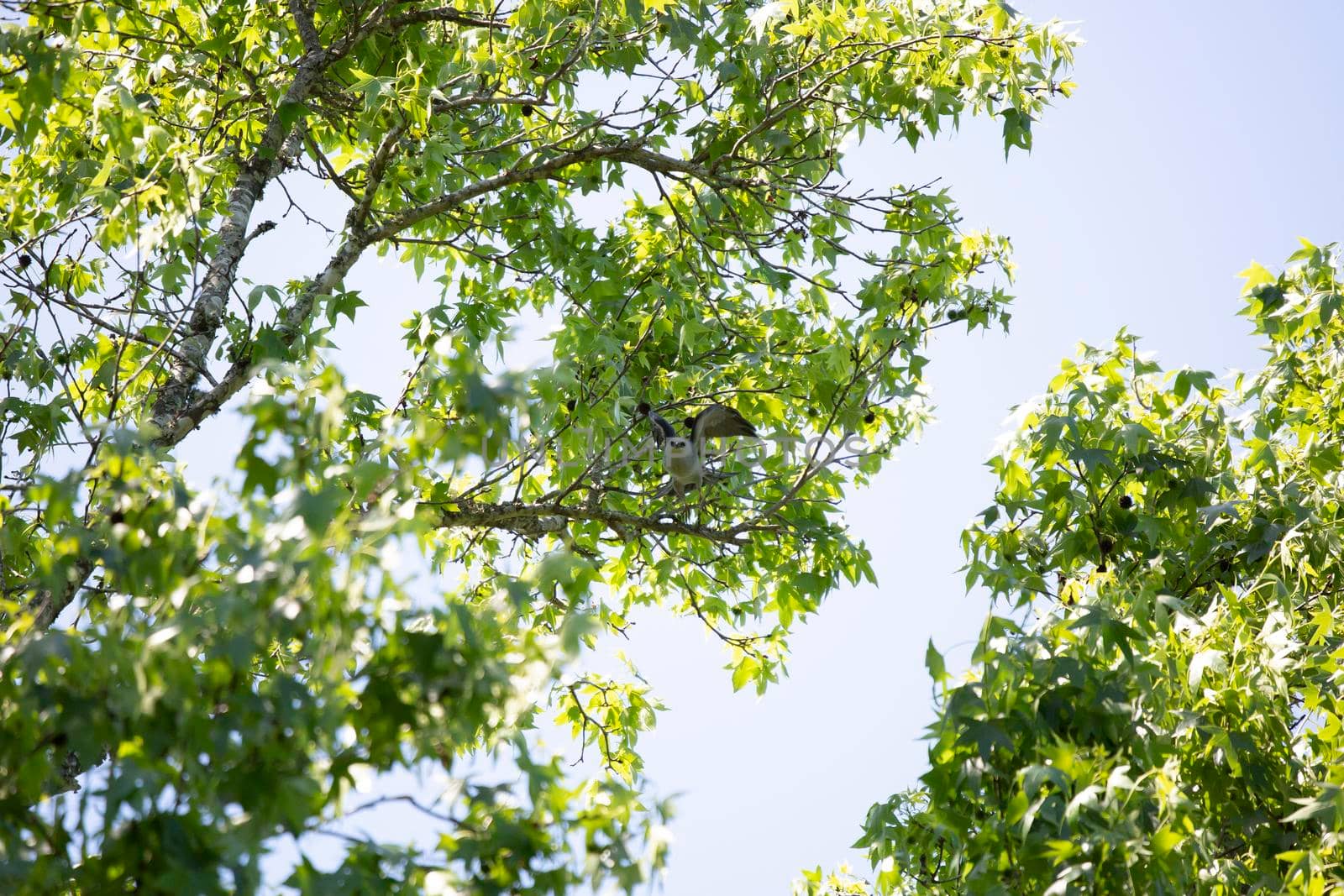 Majestic Mississippi kite (Ictinia mississippiensis) taking flight from a tree limb