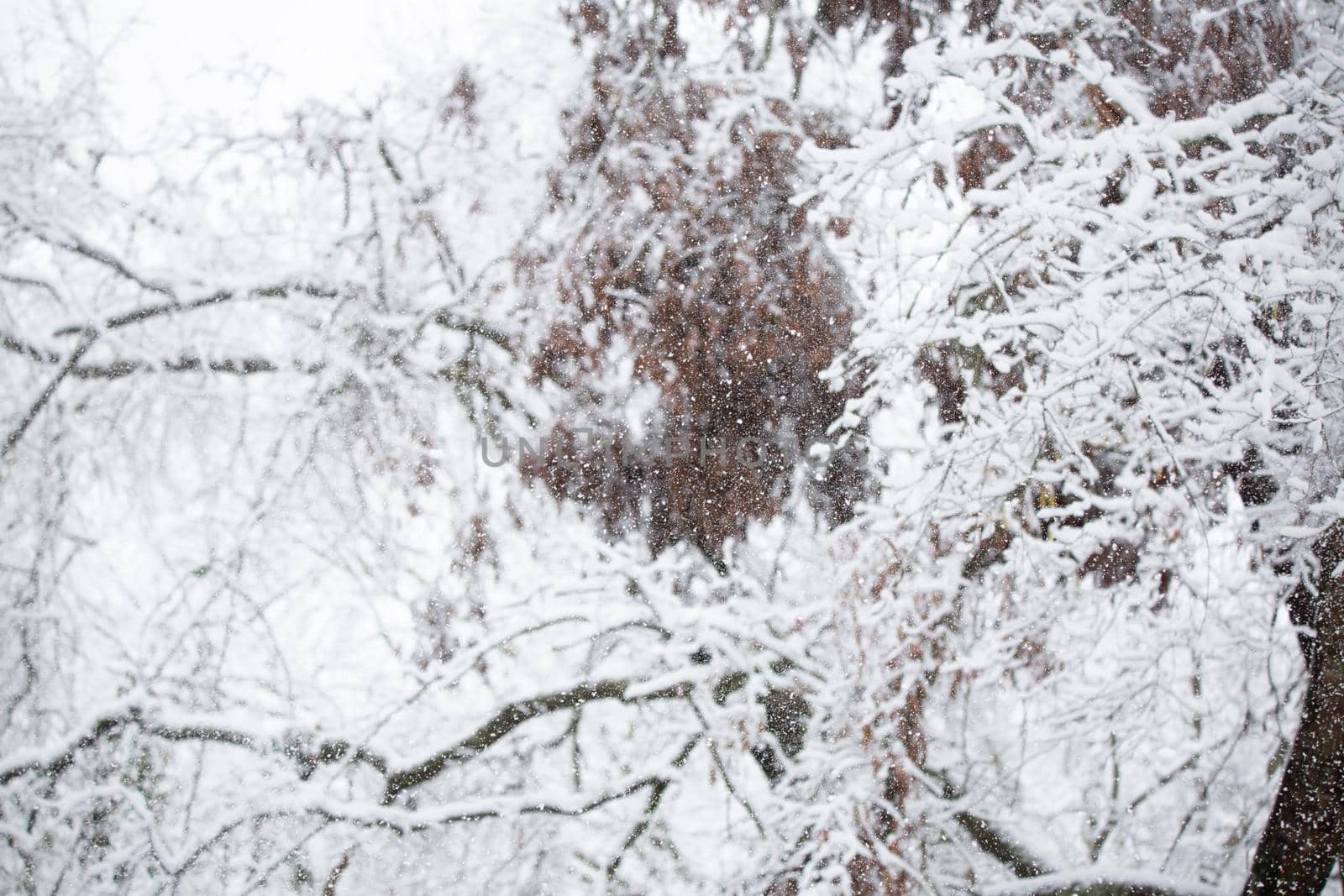 Large flake of snow coming down on a cold, gray day