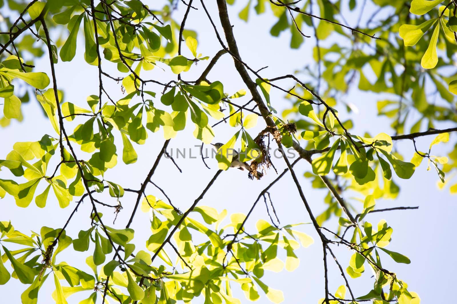 Curious Blue-Gray Gnatcatcher Foraging by tornado98