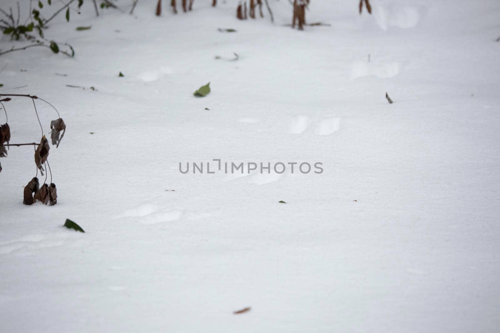 Animal Tracks in the Snow by tornado98