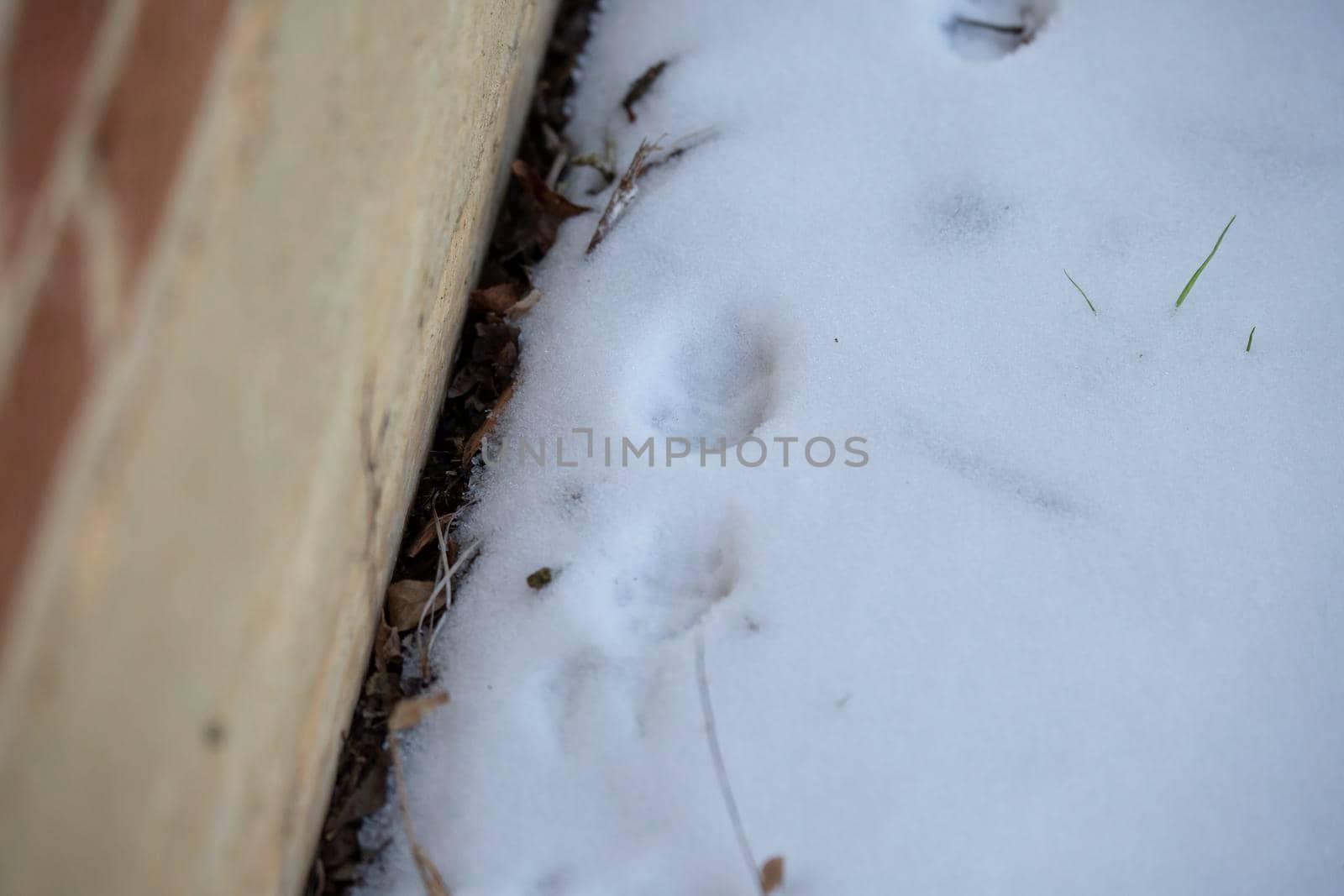 Cat and bird tracks in the shallow snow