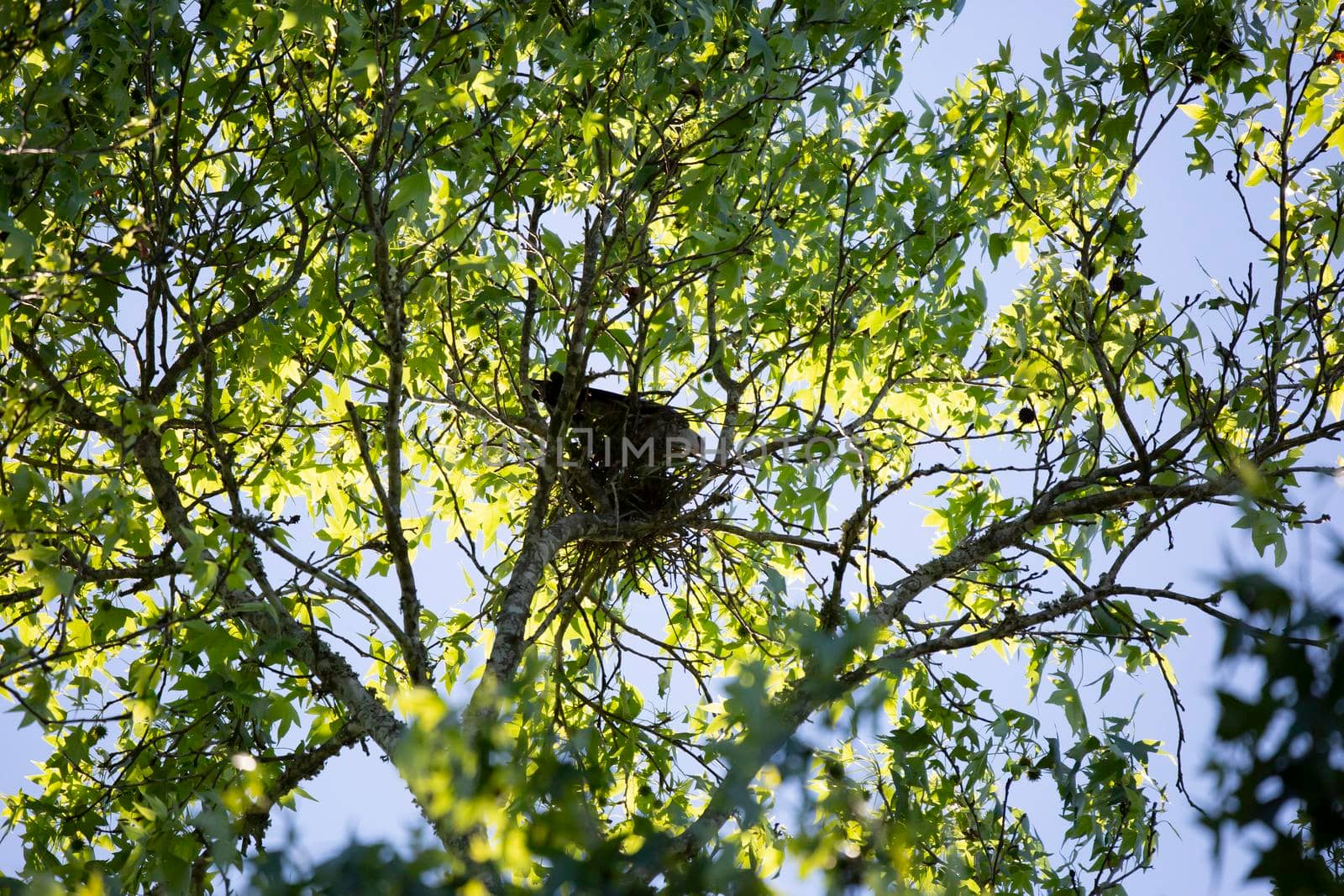 Mississippi Kite Guarding a Nest by tornado98