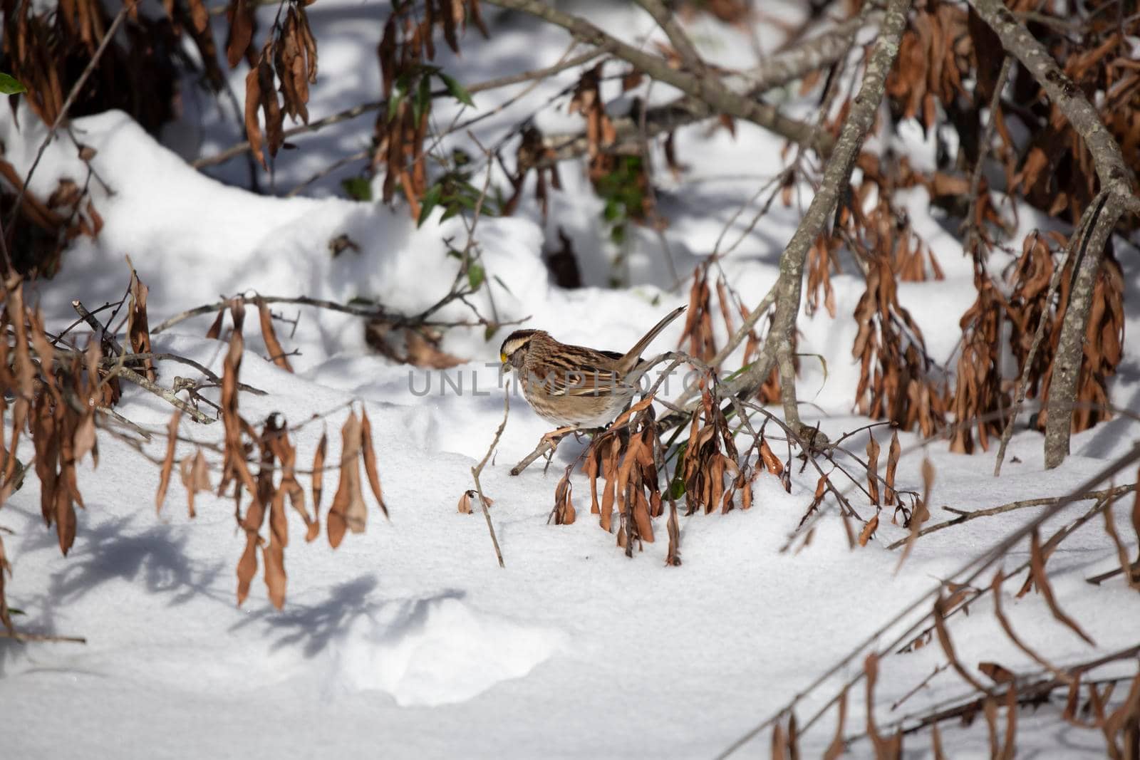 White-throated sparrow (Zonotrichia albicollis) foraging from its perch on a fallen tree limb on a snowy day
