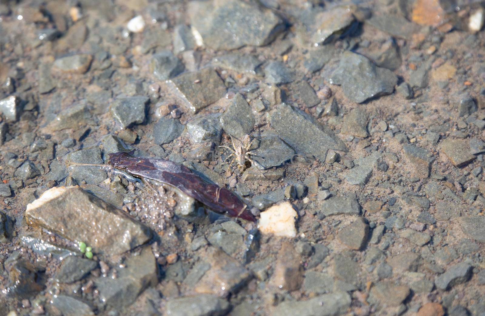 Close up of wolf spider (Lycosidae) on wet gravelly ground