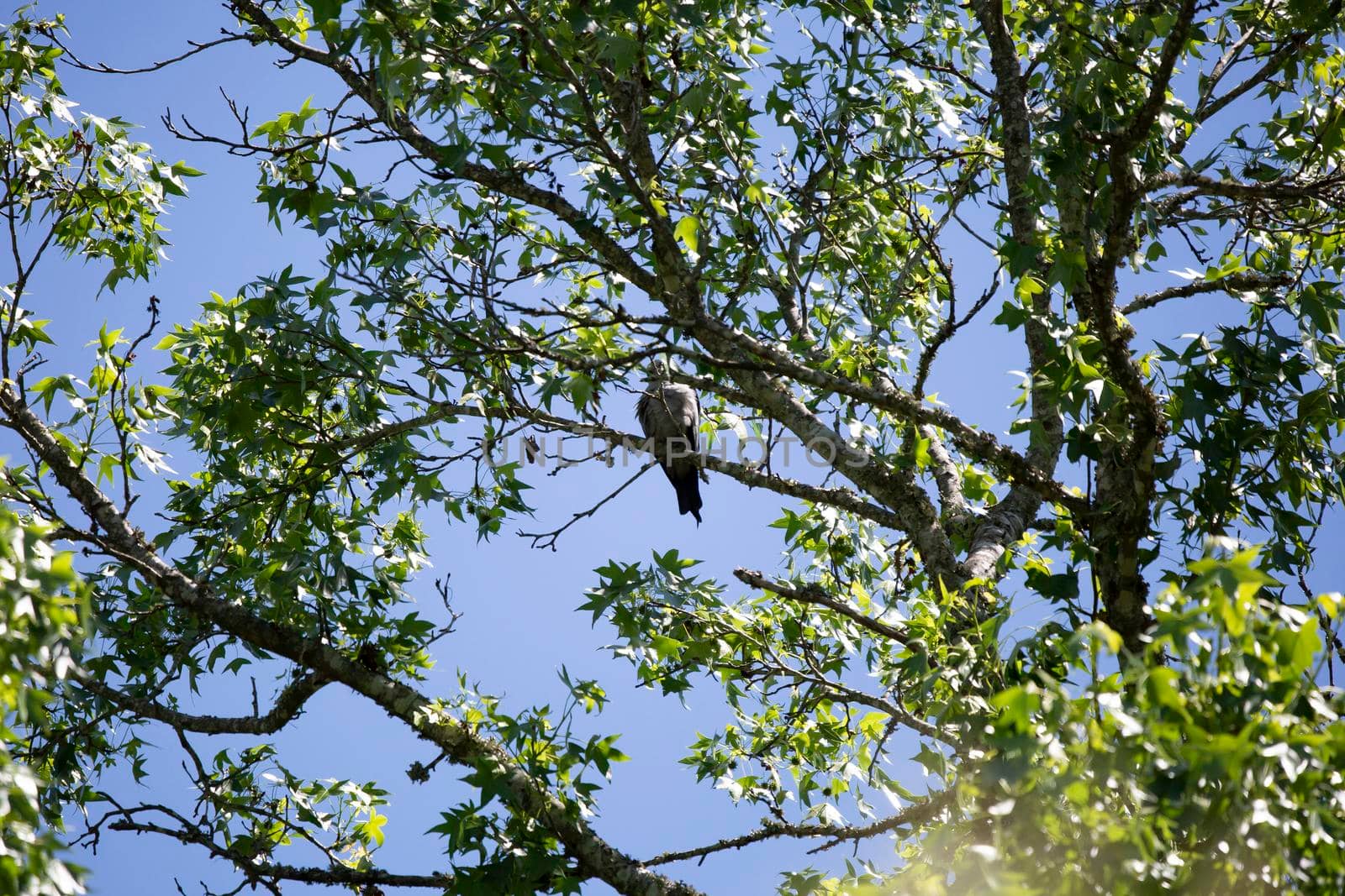 Mississippi kite (Ictinia mississippiensis) looking down curiously from a perch on a tree branch