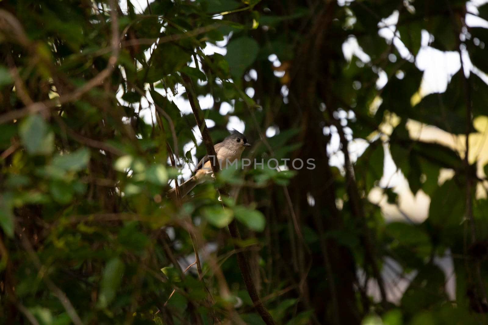 Tufted-titmouse (Baeolophus bicolor) looking out curiously from a vine