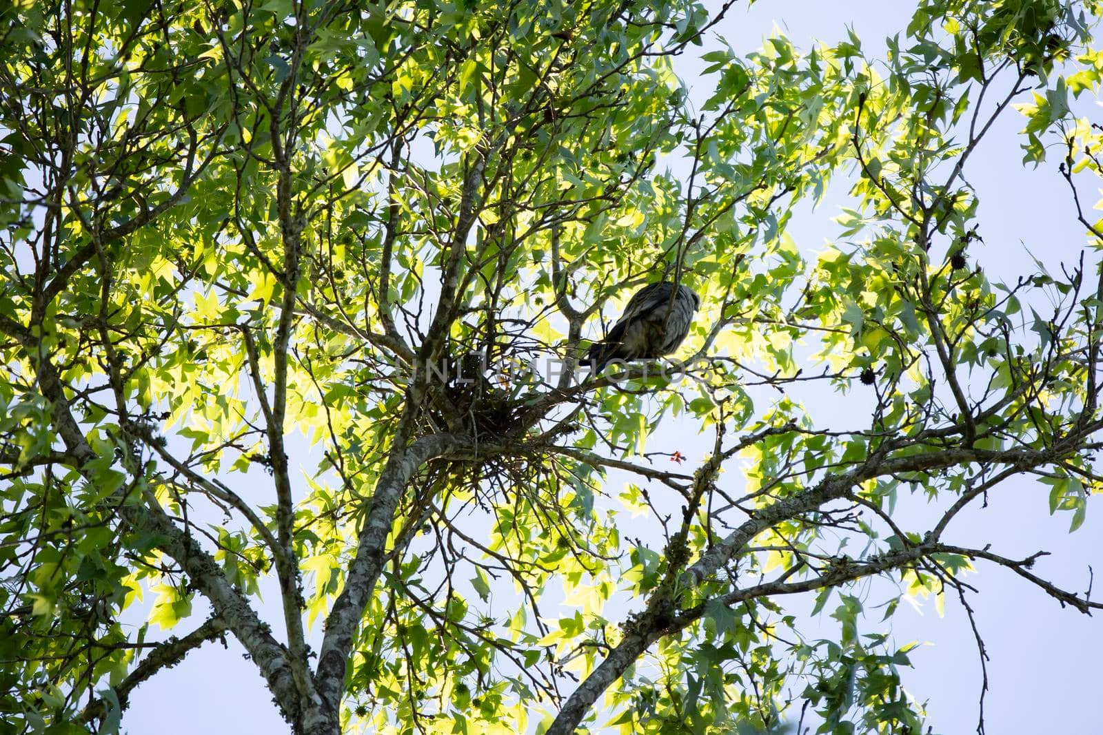 Mississippi kite (Ictinia mississippiensis) looking down curiously from a perch on a tree branch near its nest