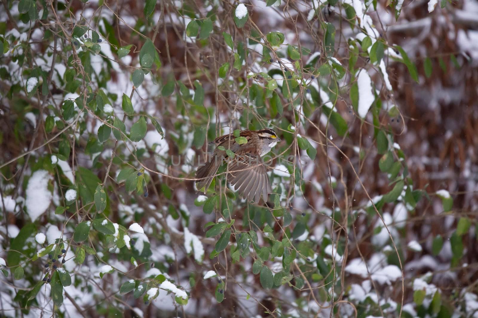 White-throated sparrow (Zonotrichia albicollis) hopping from one perch on a bush to another during a windy snow storm