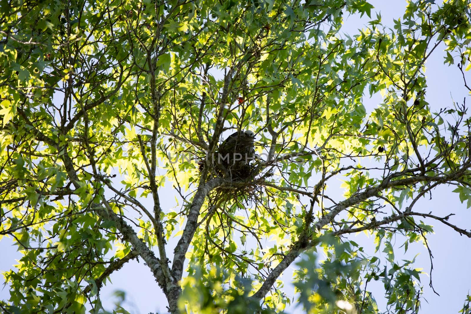 Mississippi Kite Building a Nest by tornado98