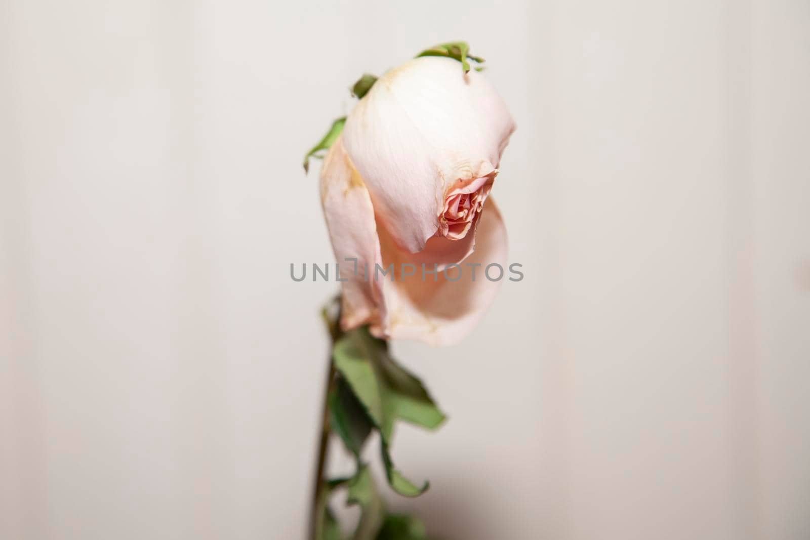 Close up of the closed bloom of a dying pink flower