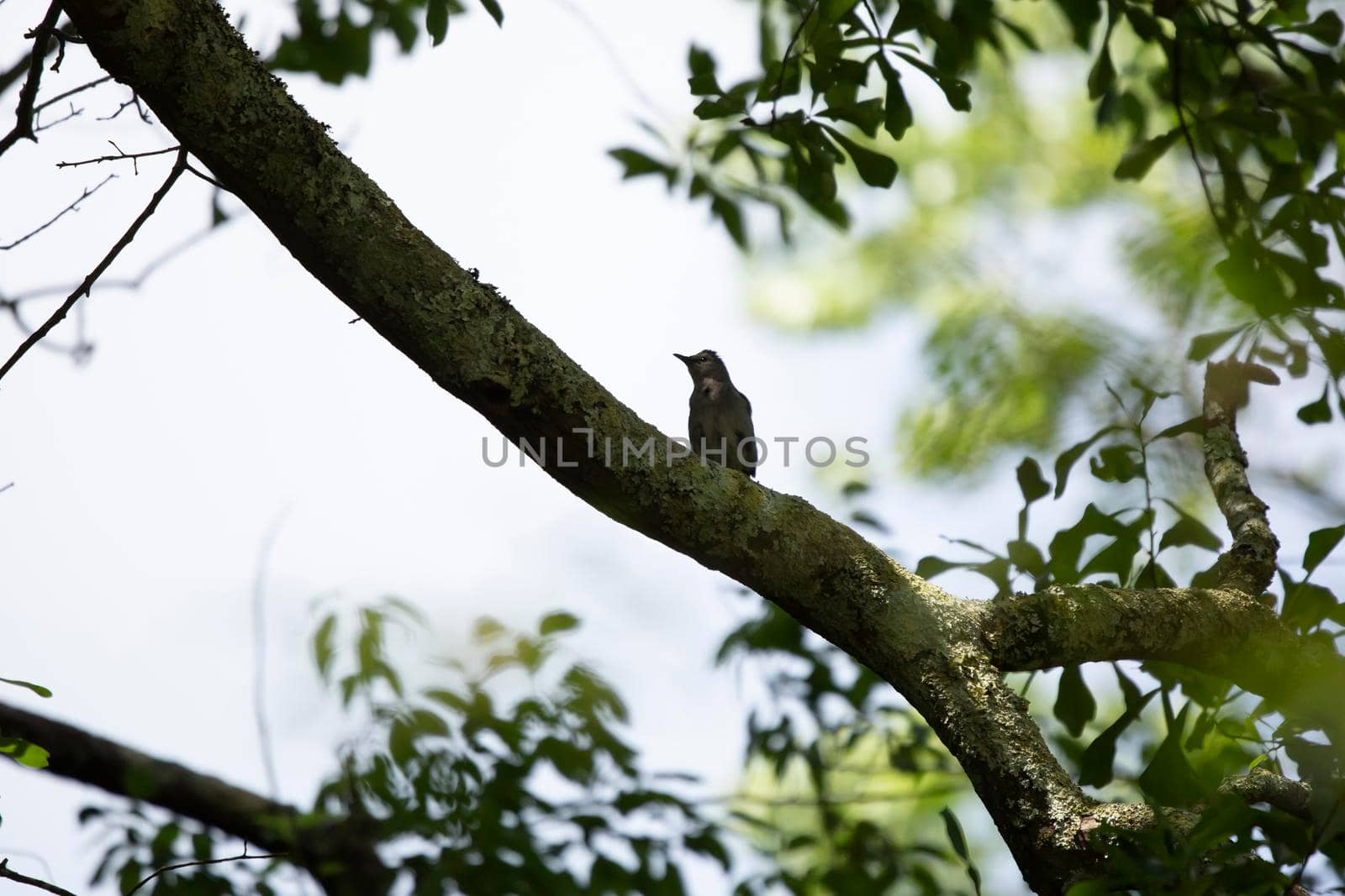 Gray Catbird on a Tree Limb by tornado98