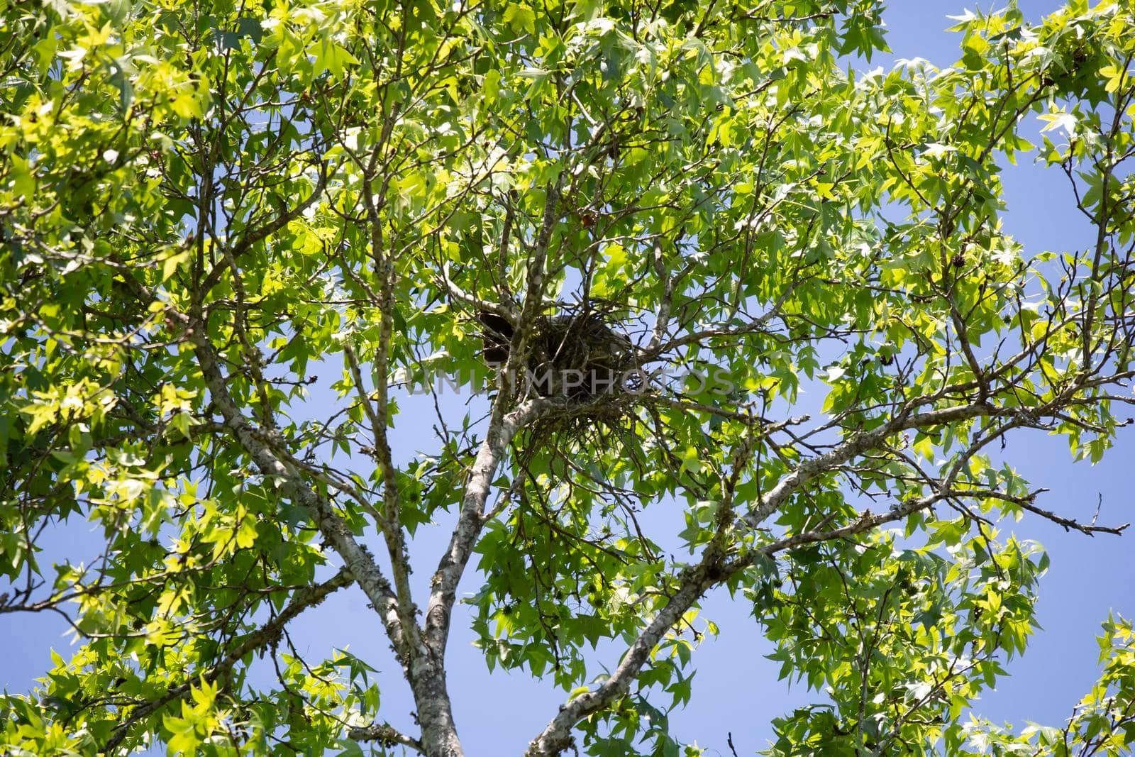 Mississippi Kite in Its Nest by tornado98