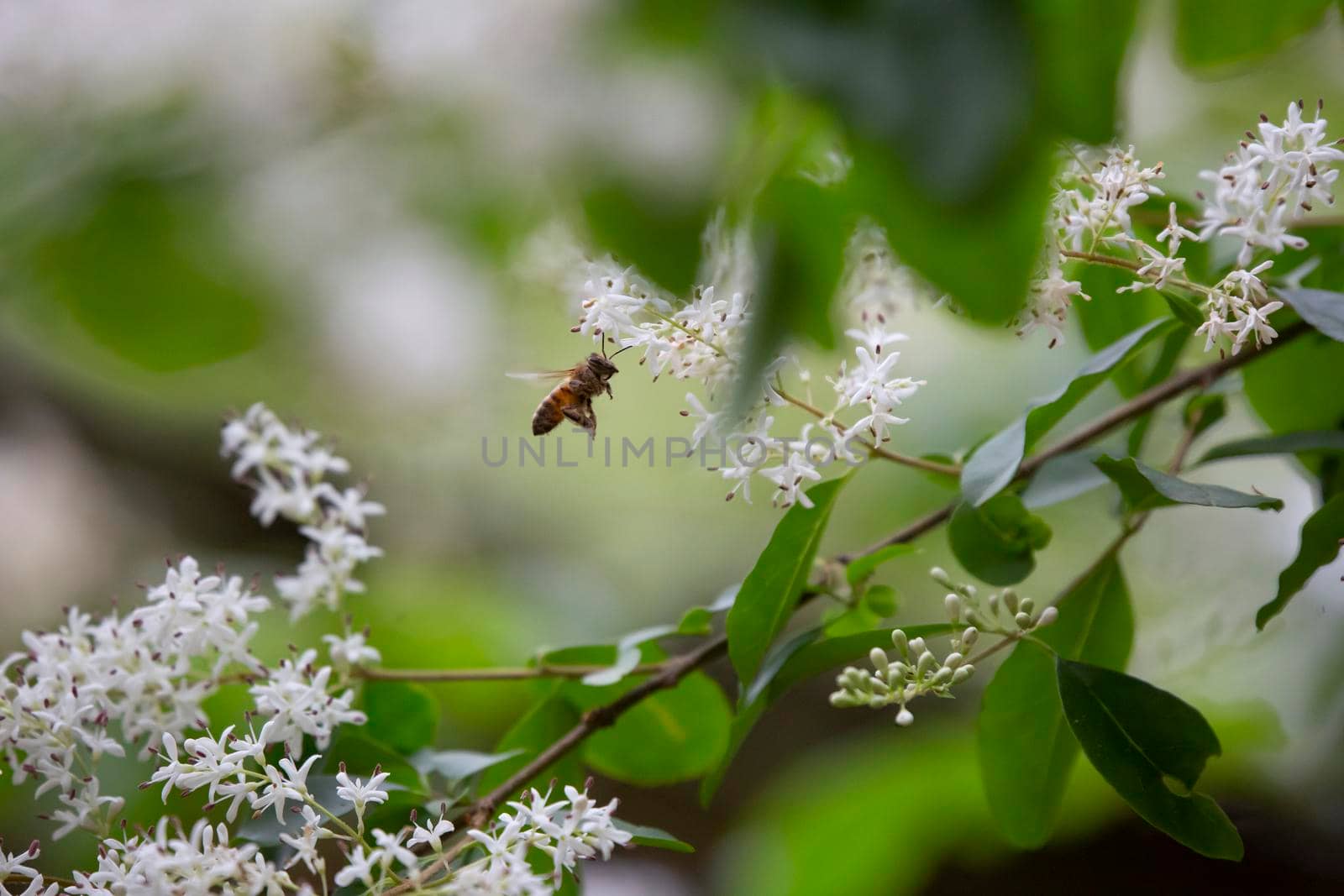 Honeybee (Apis) in flight pollinating white blooms on a plant