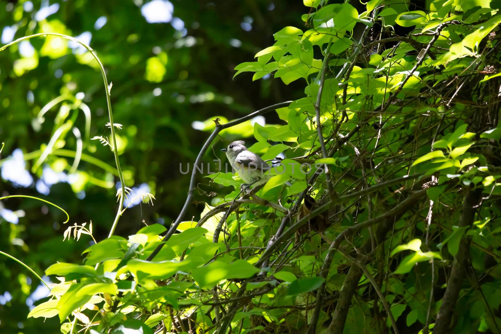 Tufted titmouse (Baeolophus bicolor) looking around majestically from its perch on a tree branch