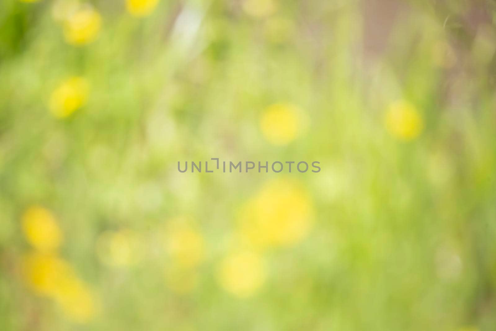 Blurred yellow flowers and greenery for a background