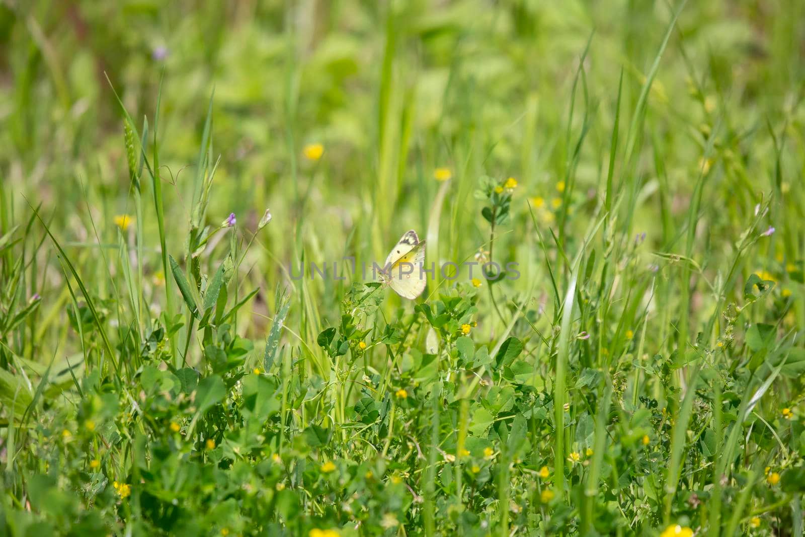 Clouded sulfur butterfly (Phoebis sennae) feeding on a green leaf growing from the ground