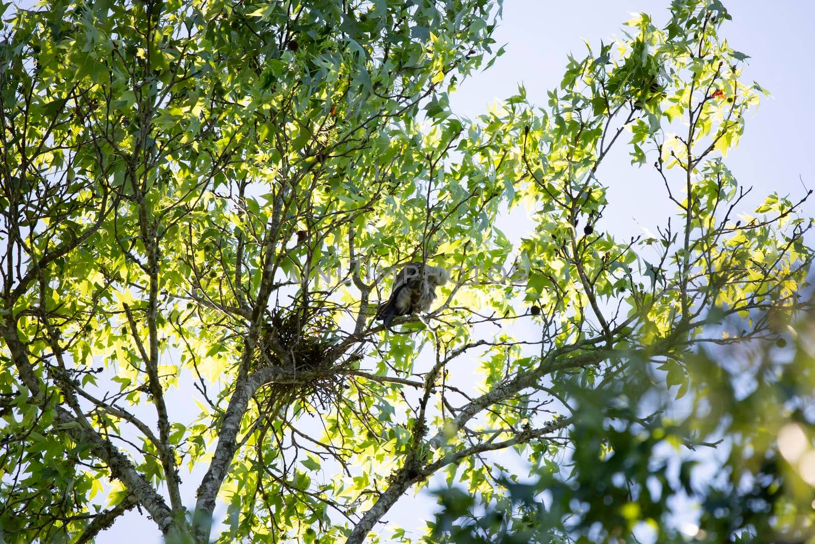 Mississippi Kite Grooming by tornado98