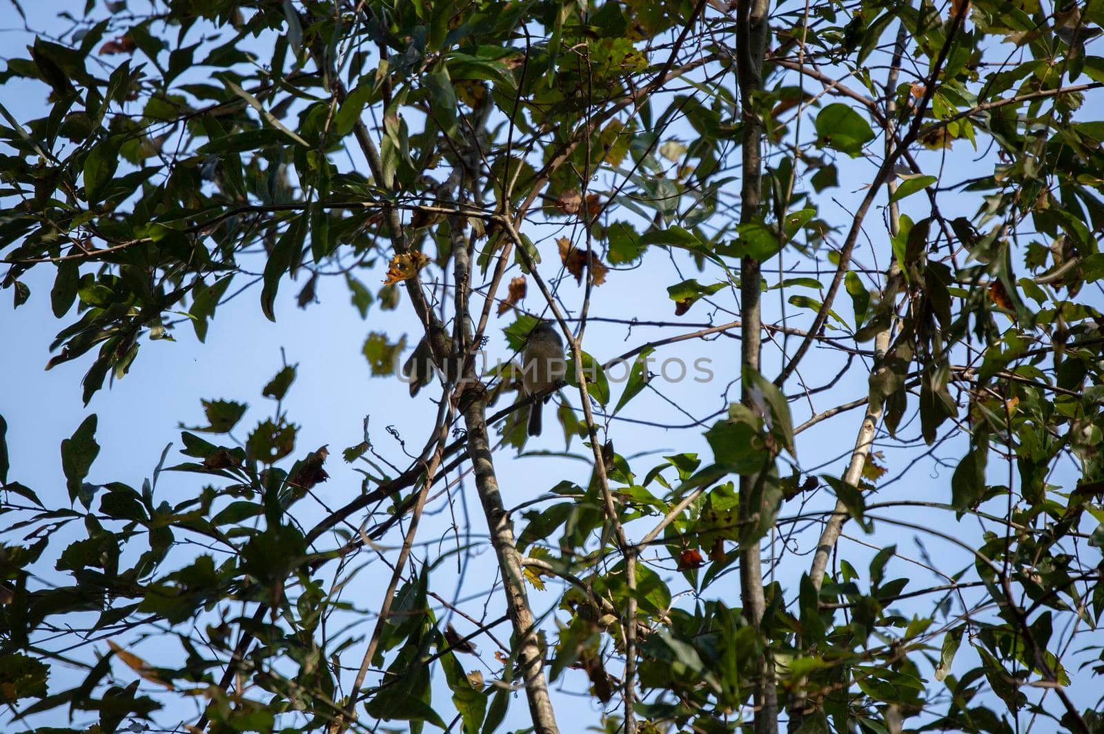 Curious Tufted-Titmouse on a Vine by tornado98