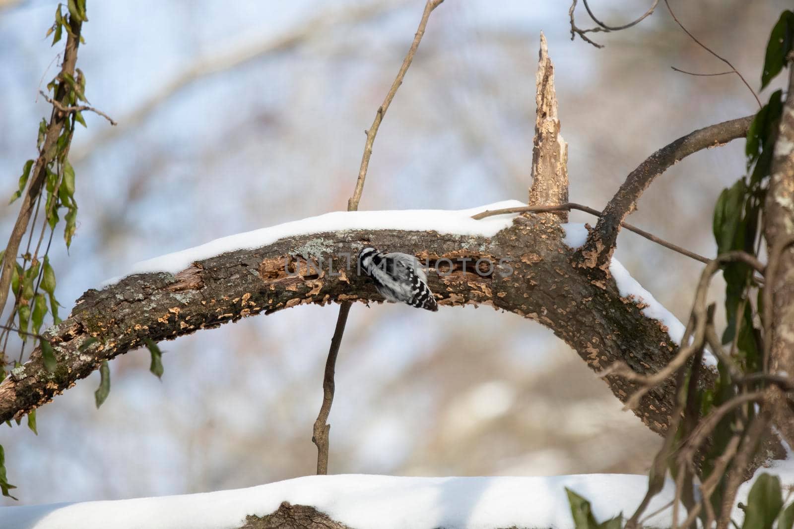 Female Downy Woodpecker Foraging by tornado98