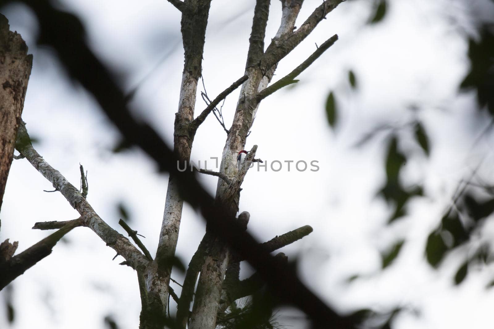 Red-Headed Woodpecker Foraging by tornado98